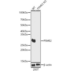 [KO Validated] PSME2 Rabbit pAb