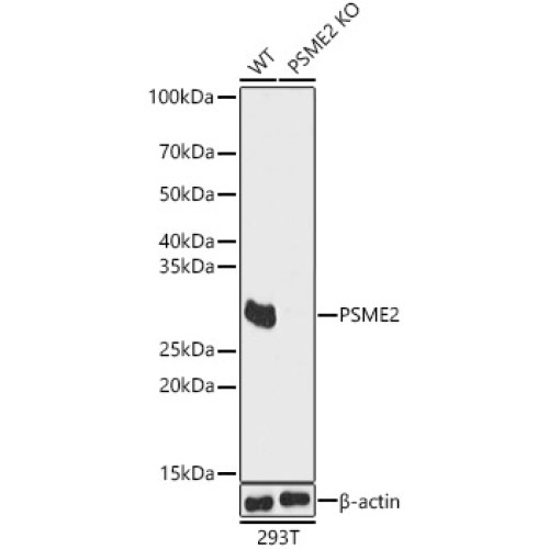 [KO Validated] PSME2 Rabbit pAb