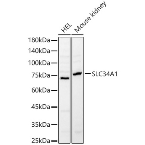 SLC34A1 Rabbit pAb