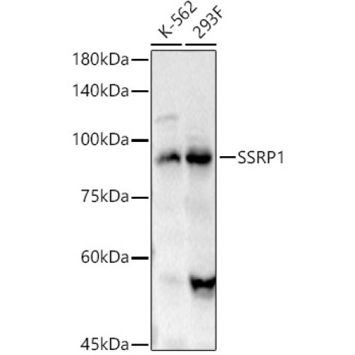 SSRP1 Rabbit pAb