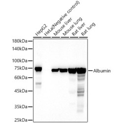 Albumin Rabbit pAb