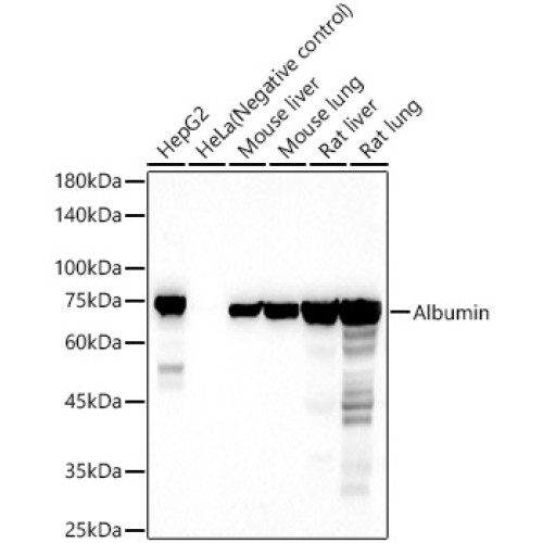 Albumin Rabbit pAb
