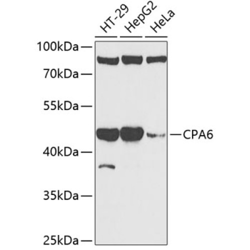 CPA6 Rabbit pAb