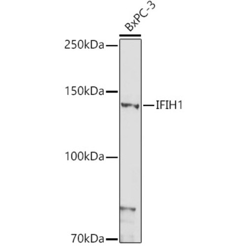 MDA5 Rabbit pAb