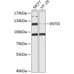 INTS5 Rabbit pAb