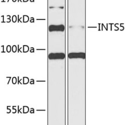 INTS5 Rabbit pAb