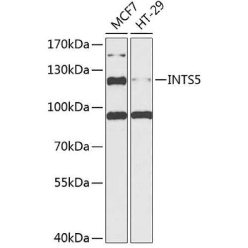 INTS5 Rabbit pAb