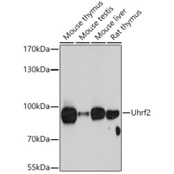 Uhrf2 Rabbit pAb