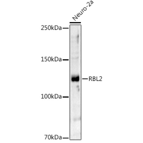 RBL2 Rabbit pAb