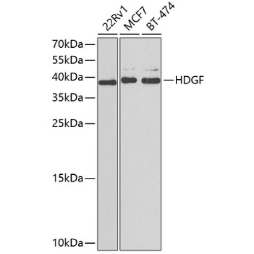 HDGF Rabbit pAb