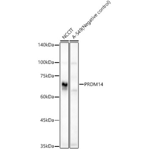 PRDM14 Rabbit pAb