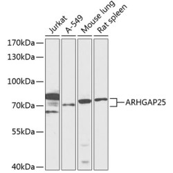 ARHGAP25 Rabbit pAb