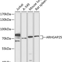 ARHGAP25 Rabbit pAb