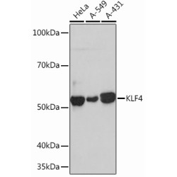 KLF4 Rabbit mAb