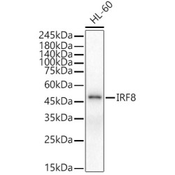 IRF8 Rabbit pAb