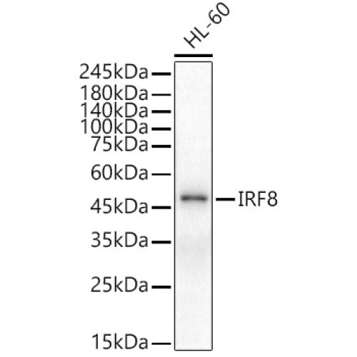 IRF8 Rabbit pAb
