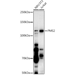 [KO Validated] PMS2 Rabbit pAb