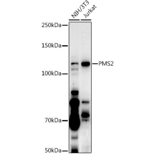 [KO Validated] PMS2 Rabbit pAb