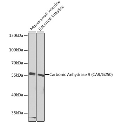 Carbonic Anhydrase 9 (CA9/G250) Rabbit pAb