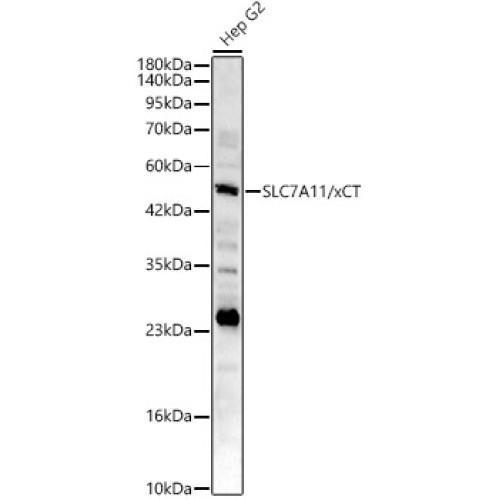 SLC7A11/xCT Rabbit pAb