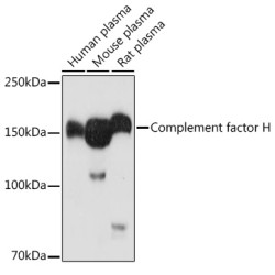 Complement factor H Rabbit pAb