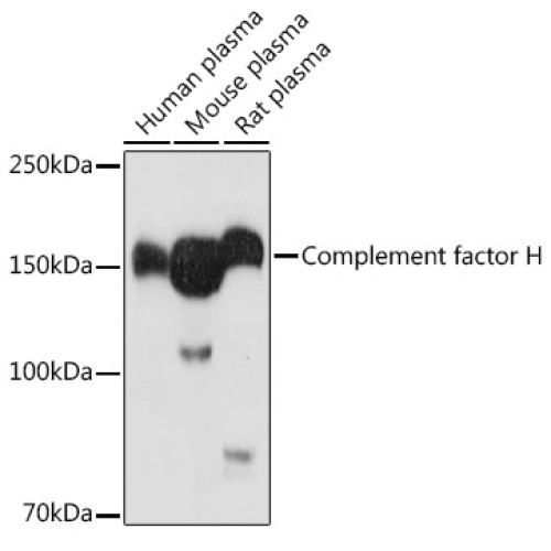 Complement factor H Rabbit pAb