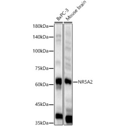 NR5A2 Rabbit pAb