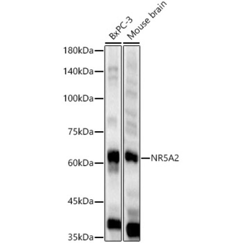 NR5A2 Rabbit pAb