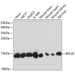 RPL30 Rabbit pAb