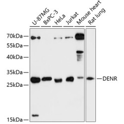 DENR Rabbit pAb