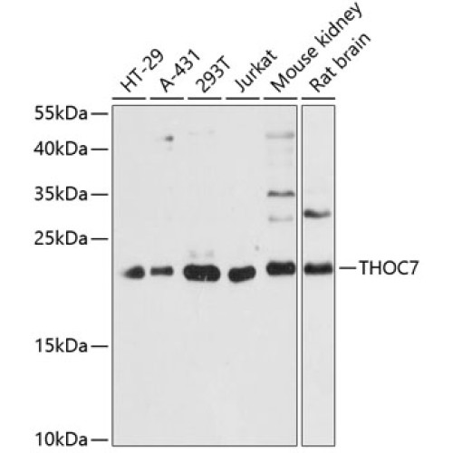 THOC7 Rabbit pAb