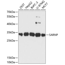 SARNP Rabbit pAb