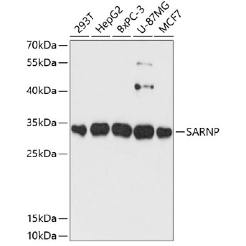 SARNP Rabbit pAb