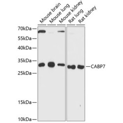 CABP7 Rabbit pAb