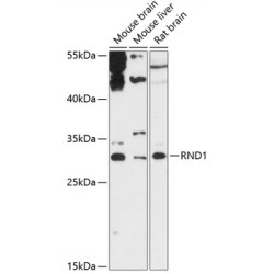 RND1 Rabbit pAb