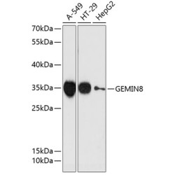 GEMIN8 Rabbit pAb