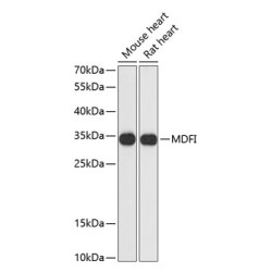 MDFI Rabbit pAb