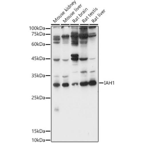 IAH1 Rabbit pAb