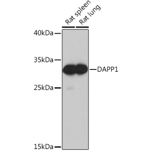 DAPP1 Rabbit pAb