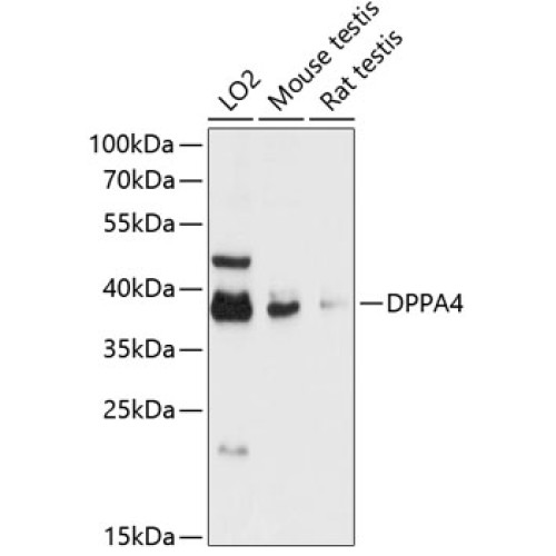 DPPA4 Rabbit pAb