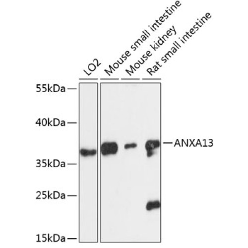ANXA13 Rabbit pAb