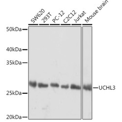 UCHL3 Rabbit mAb