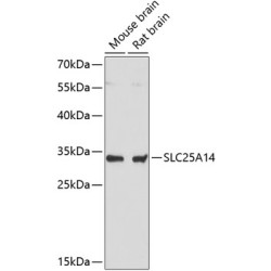 SLC25A14 Rabbit pAb