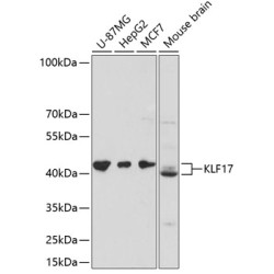 KLF17 Rabbit pAb