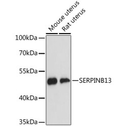 SERPINB13 Rabbit pAb