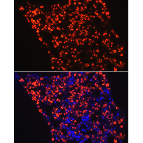 Myeloperoxidase (MPO) Rabbit pAb