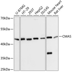 CMAS Rabbit pAb