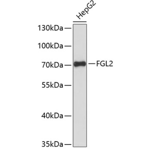 FGL2 Rabbit pAb