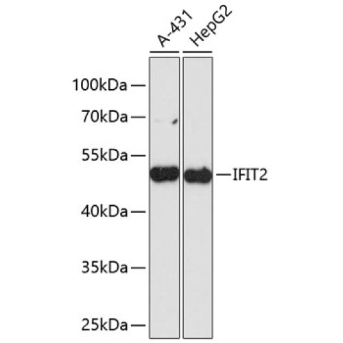 IFIT2 Rabbit pAb