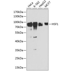 HSF1 Rabbit pAb